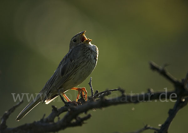 Grauammer (Miliaria calandra)