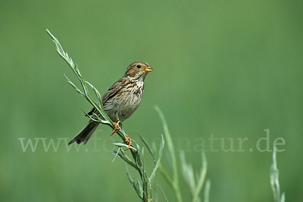 Grauammer (Miliaria calandra)