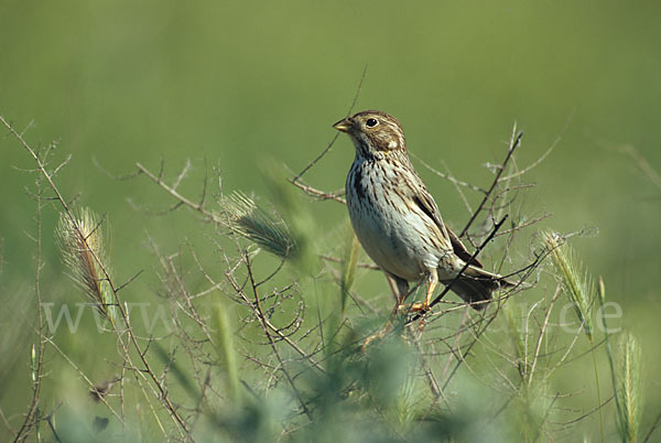 Grauammer (Miliaria calandra)