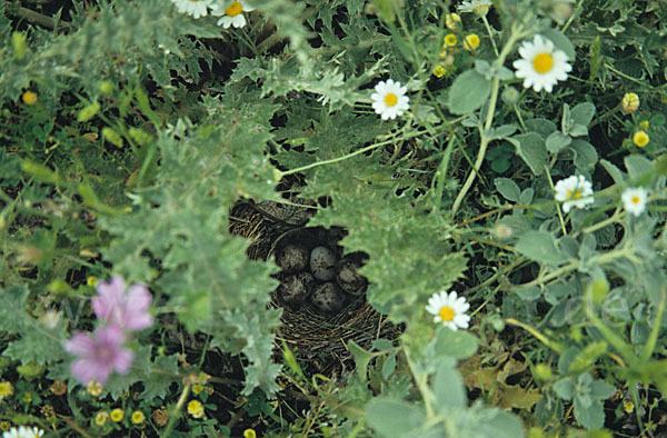 Grauammer (Miliaria calandra)