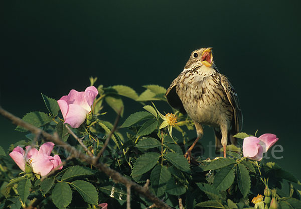 Grauammer (Miliaria calandra)