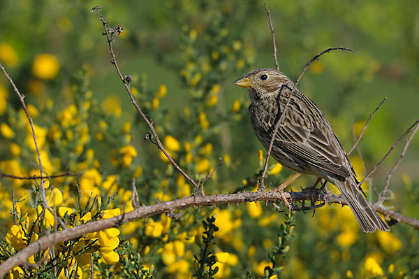 Grauammer (Miliaria calandra)