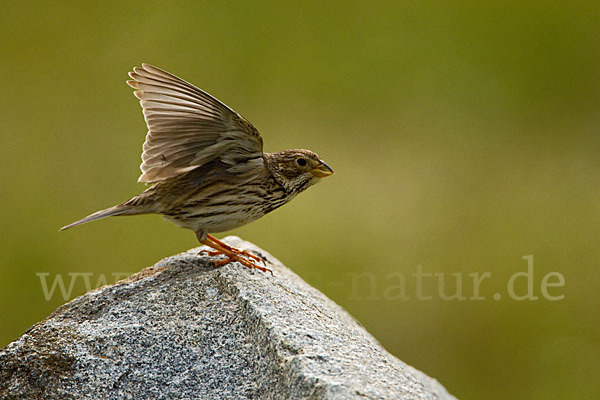 Grauammer (Miliaria calandra)