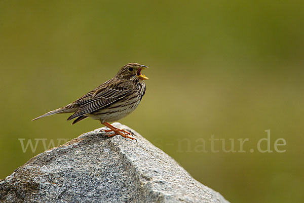 Grauammer (Miliaria calandra)