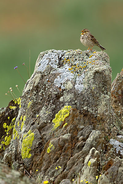 Grauammer (Miliaria calandra)