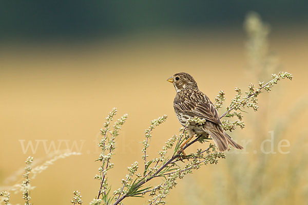 Grauammer (Miliaria calandra)