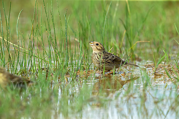 Grauammer (Miliaria calandra)