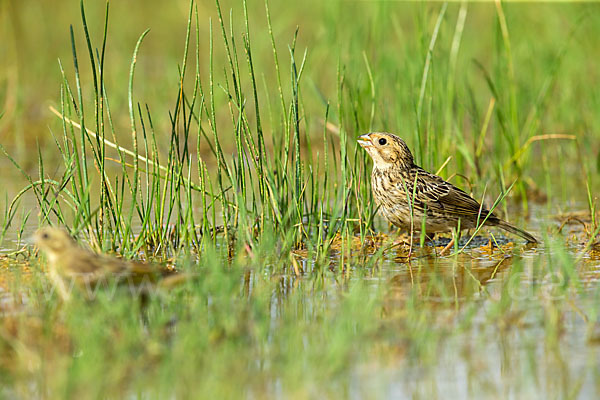 Grauammer (Miliaria calandra)