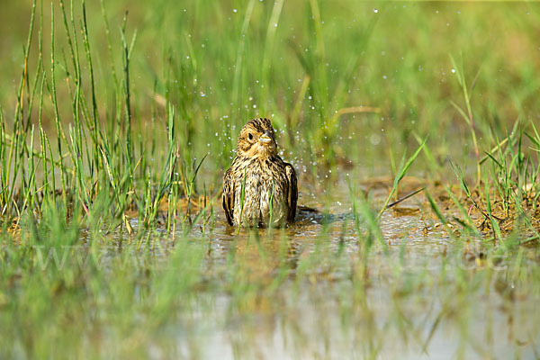 Grauammer (Miliaria calandra)