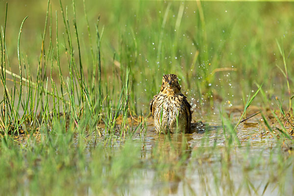 Grauammer (Miliaria calandra)