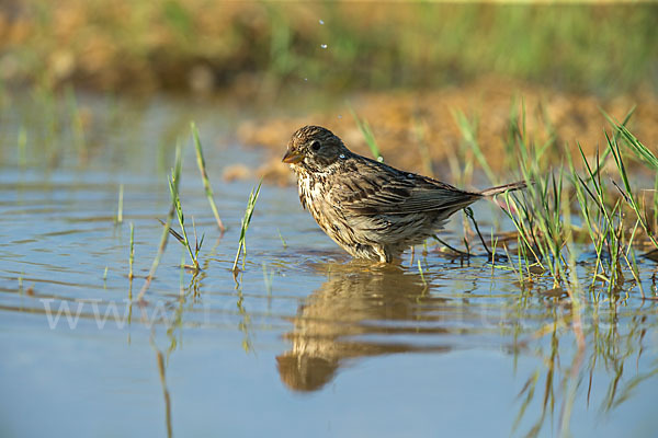 Grauammer (Miliaria calandra)