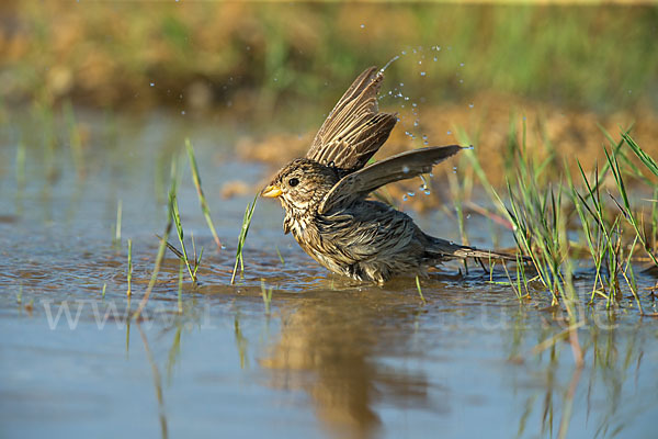 Grauammer (Miliaria calandra)