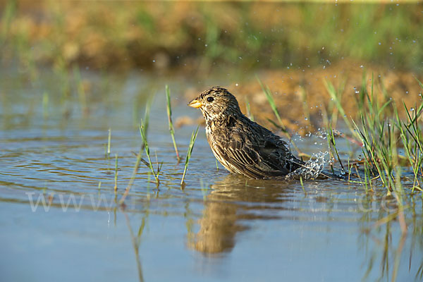 Grauammer (Miliaria calandra)