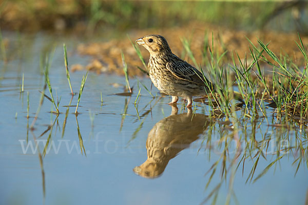 Grauammer (Miliaria calandra)