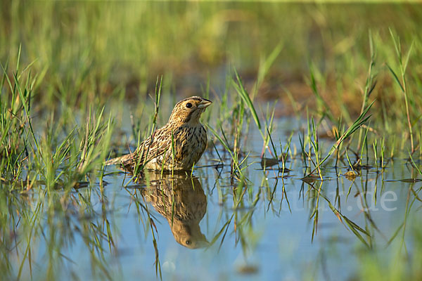 Grauammer (Miliaria calandra)