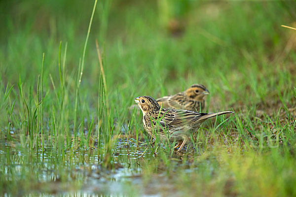 Grauammer (Miliaria calandra)