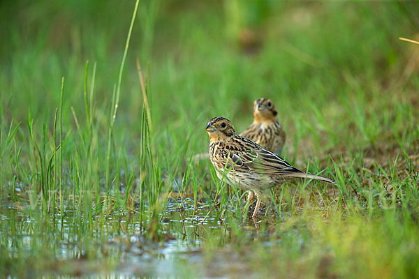 Grauammer (Miliaria calandra)