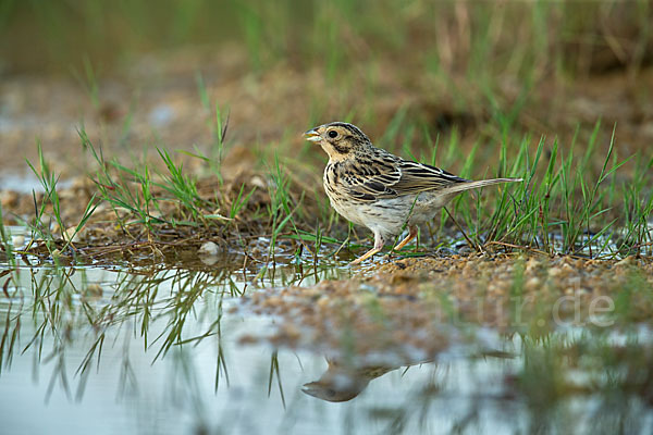 Grauammer (Miliaria calandra)