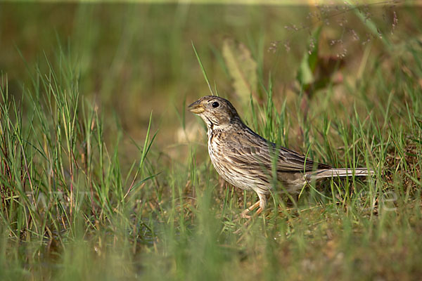 Grauammer (Miliaria calandra)