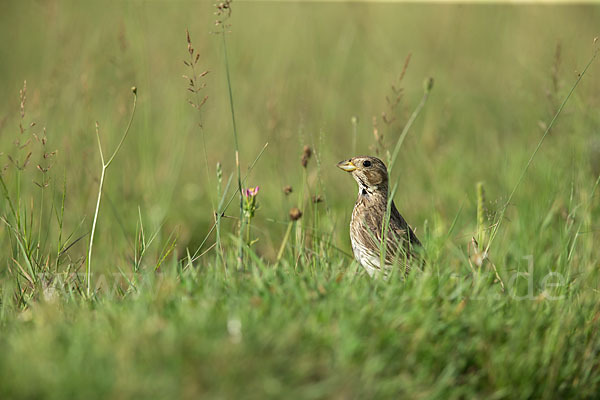 Grauammer (Miliaria calandra)