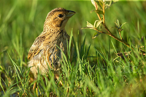 Grauammer (Miliaria calandra)