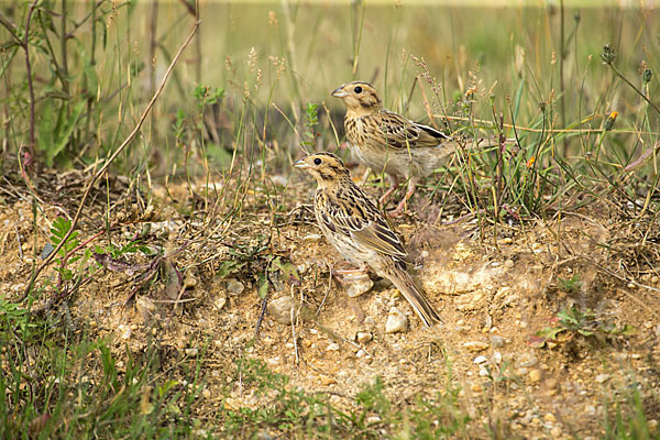 Grauammer (Miliaria calandra)