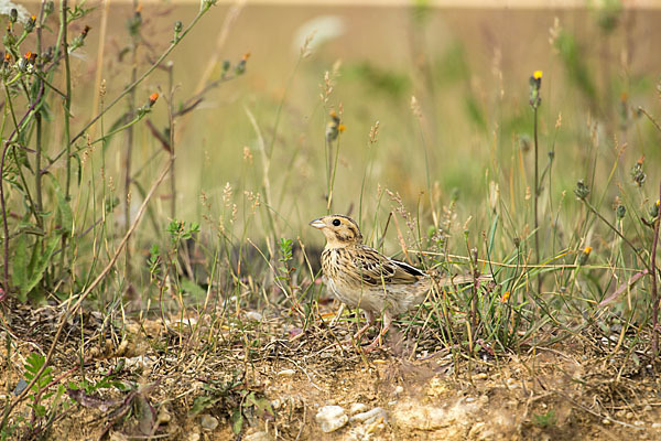 Grauammer (Miliaria calandra)