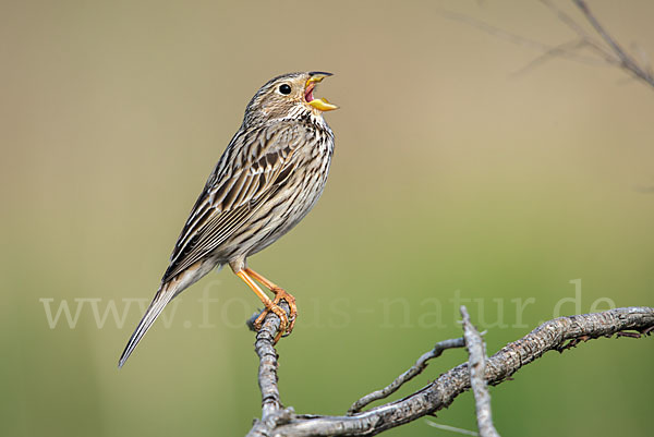 Grauammer (Miliaria calandra)