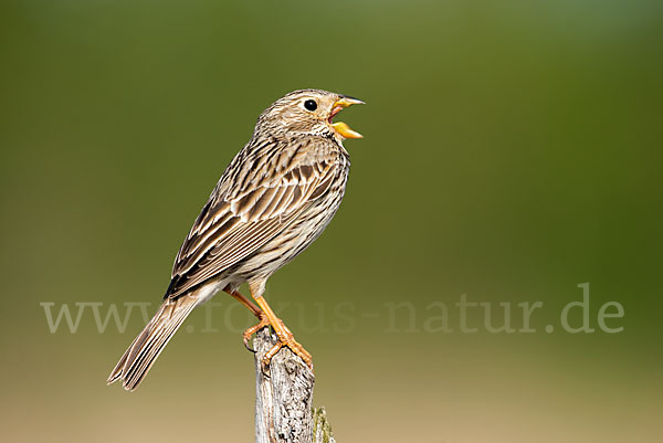 Grauammer (Miliaria calandra)