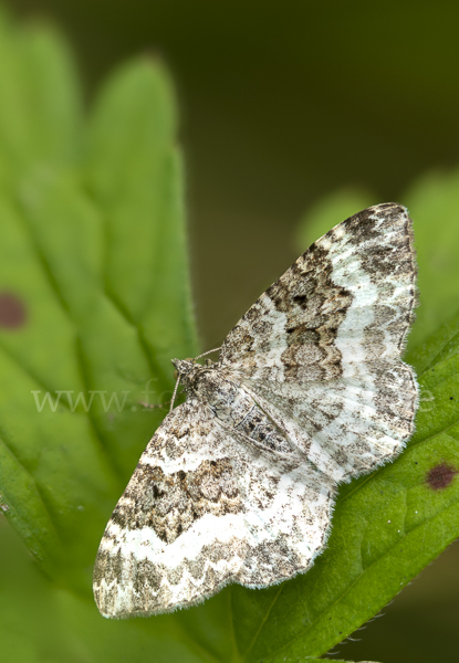 Graubinden-Labkrautspanner (Epirrhoe alternata)