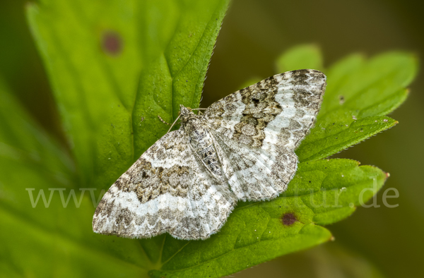 Graubinden-Labkrautspanner (Epirrhoe alternata)