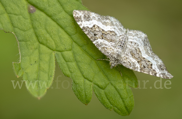 Graubinden-Labkrautspanner (Epirrhoe alternata)