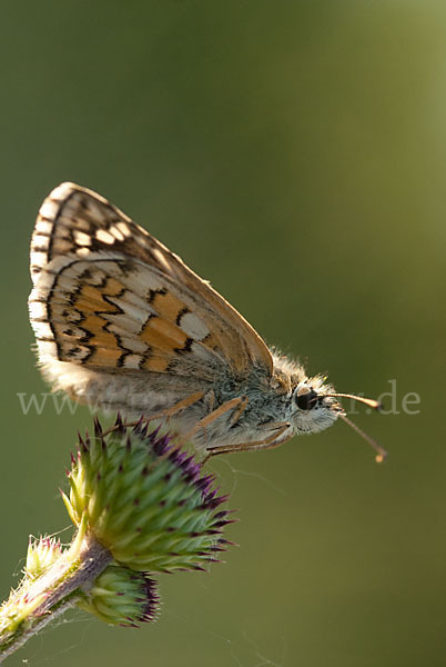 Graubrauner Dickkopffalter (Pyrgus sidae)