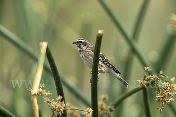 Graubrustgirlitz (Serinus reichenowi)