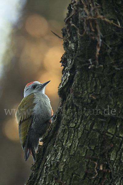 Graubrustspecht (Mesopicos goertae)