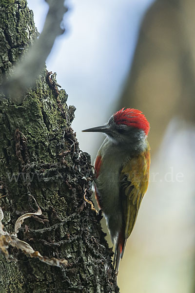 Graubrustspecht (Mesopicos goertae)