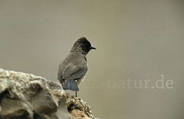 Graubülbül (Pycnonotus barbatus spurius)