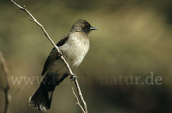 Graubülbül (Pycnonotus barbatus spurius)