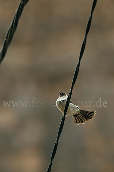 Graubülbül (Pycnonotus barbatus spurius)