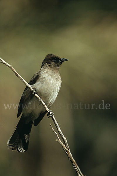 Graubülbül (Pycnonotus barbatus spurius)