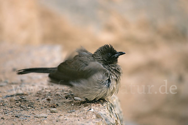 Graubülbül (Pycnonotus barbatus spurius)