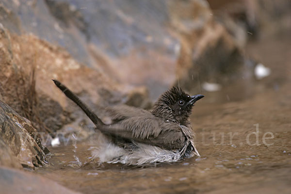 Graubülbül (Pycnonotus barbatus spurius)