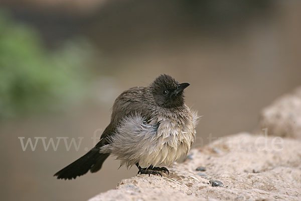 Graubülbül (Pycnonotus barbatus spurius)