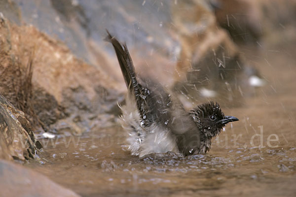 Graubülbül (Pycnonotus barbatus spurius)