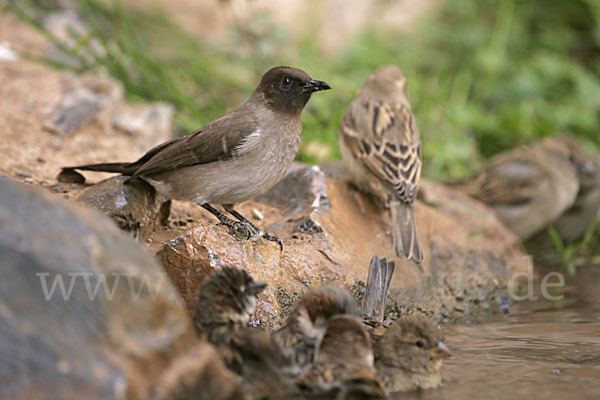 Graubülbül (Pycnonotus barbatus spurius)