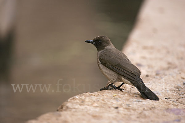 Graubülbül (Pycnonotus barbatus spurius)