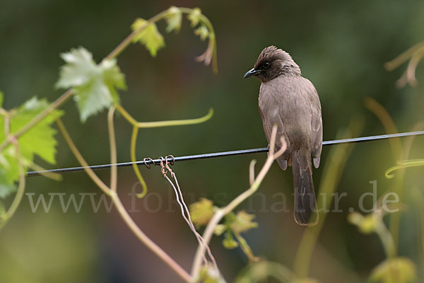 Graubülbül (Pycnonotus barbatus spurius)