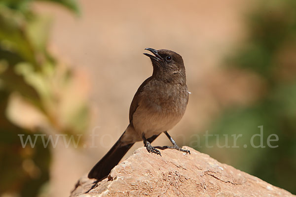 Graubülbül (Pycnonotus barbatus spurius)