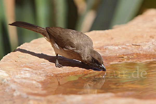 Graubülbül (Pycnonotus barbatus spurius)