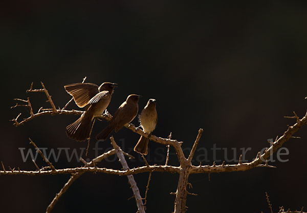 Graubülbül (Pycnonotus barbatus spurius)